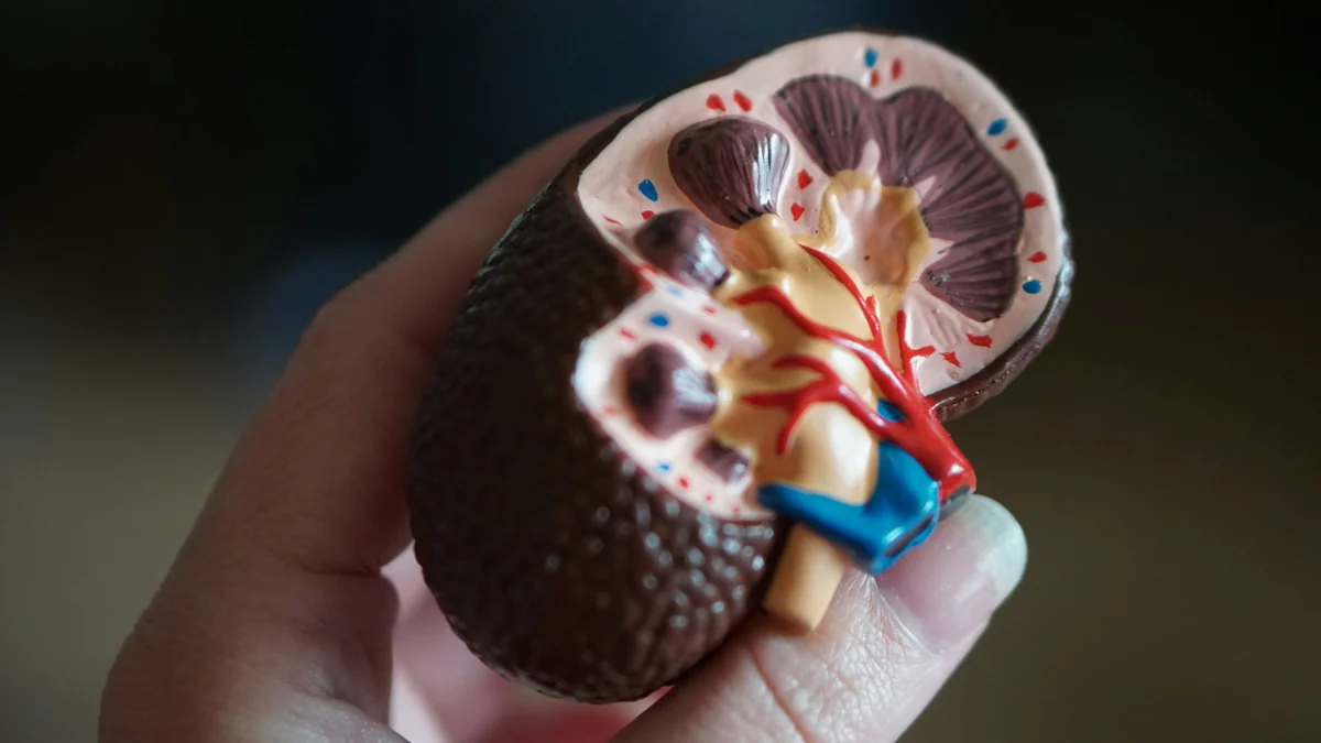 Hand holding a cutaway model of a human kidney